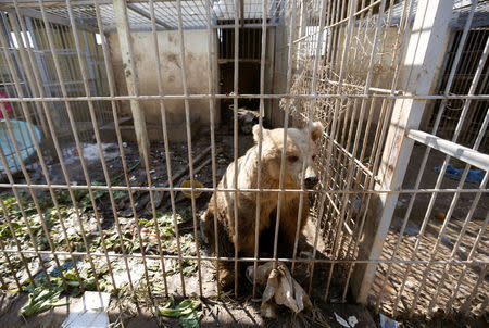 A bear is seen in the cage of Nour Park at Mosul's zoo, Iraq, February 2, 2017. REUTERS/Muhammad Hamed