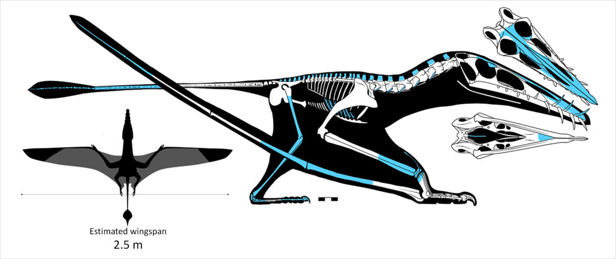 Skye pterosaur skeleton diagram. (Natalia Jagielska)