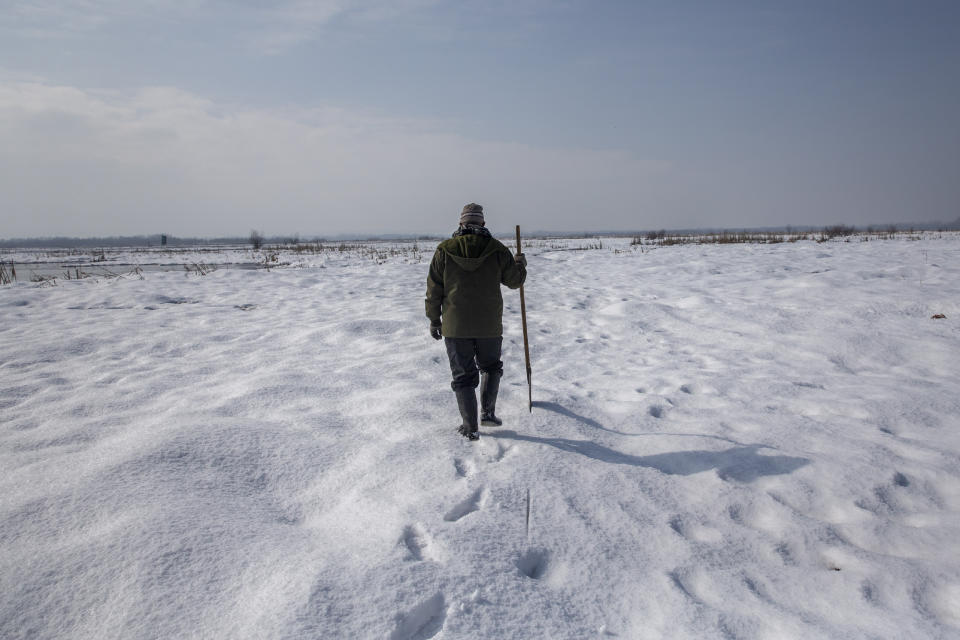 Ghulam Mohiuddin Dar, a wildlife official, walks over a swamp covered with frozen snow as he monitors movement of birds in Hokersar wetlands, north of Srinagar, Indian controlled Kashmir, Monday, Jan. 25, 2021. Wildlife officials have been feeding birds to prevent their starvation as weather conditions in the Himalayan region have deteriorated and hardships increased following two heavy spells of snowfall since December. Temperatures have plummeted up to minus 10-degree Celsius (14 degrees Fahrenheit). (AP Photo/Dar Yasin)