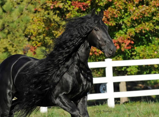 These Horses Have Really Amazing Haircuts