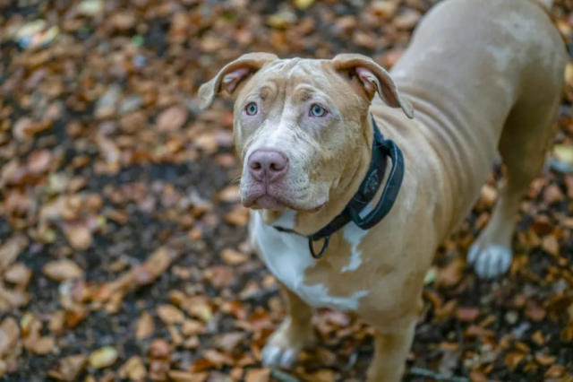 Dogo Argentino Dog High-Res Stock Photo - Getty Images