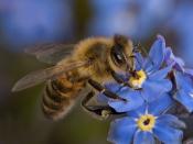 Sie ist nicht nur wegen des süßen Honigs und des duftenden Wachses populär. Wir verdanken der Honigbiene vor allem jede Menge Bestäubungsarbeit. Leider wird die Insektenart zunehmend zum Sorgenkind: Unter anderem setzt ihr die Varroamilbe zu. Nur gestochen werden möchte man nicht so gerne. Für die Biene ist das aber selbst kein Spaß. Nachdem sie zugestochen hat, stirbt sie. (Bild: iStock/Collinswood Images)