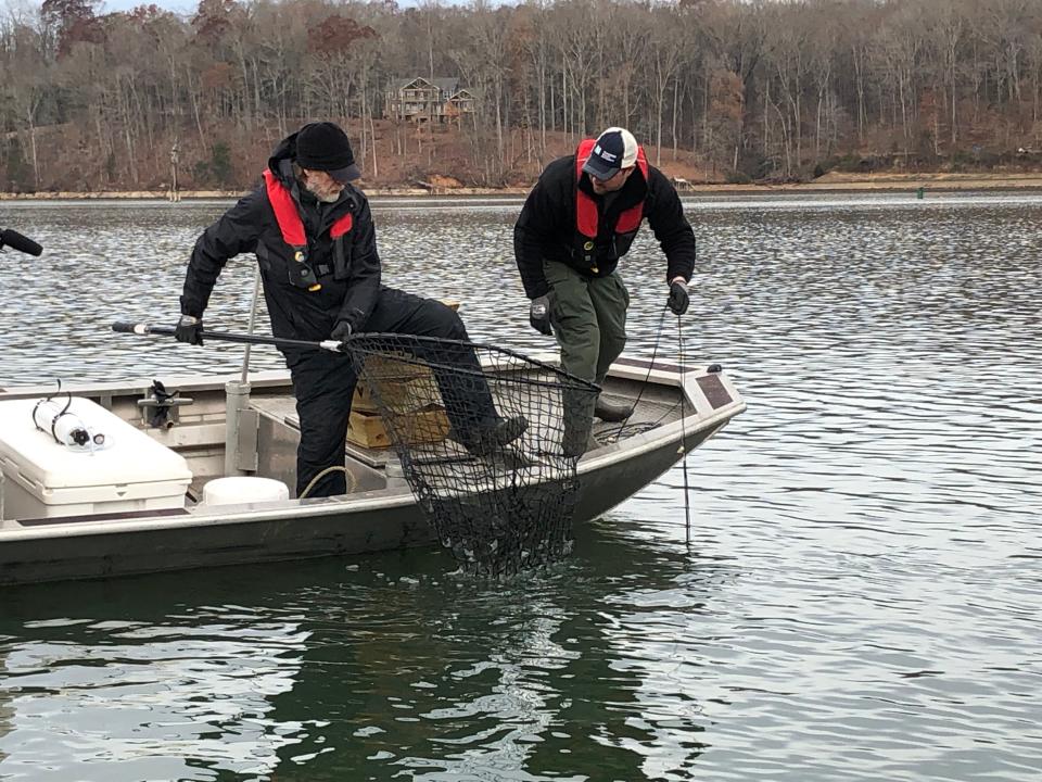 TVA fish biologists Dave Matthews (left) and Justin Walter Jay prepare to pull a sturgeon out of Watts Bar Lake.