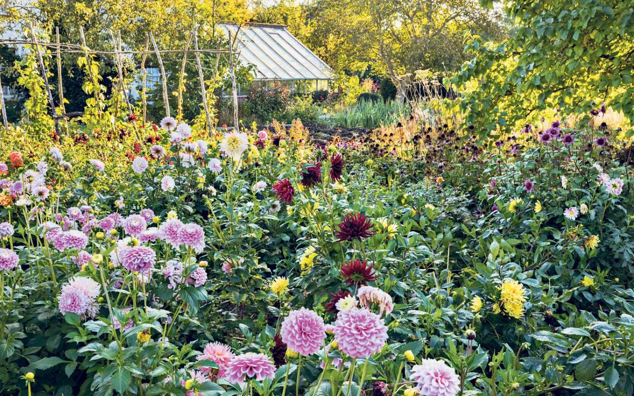 best dahlias for colour in your garden - Marianne Majerus