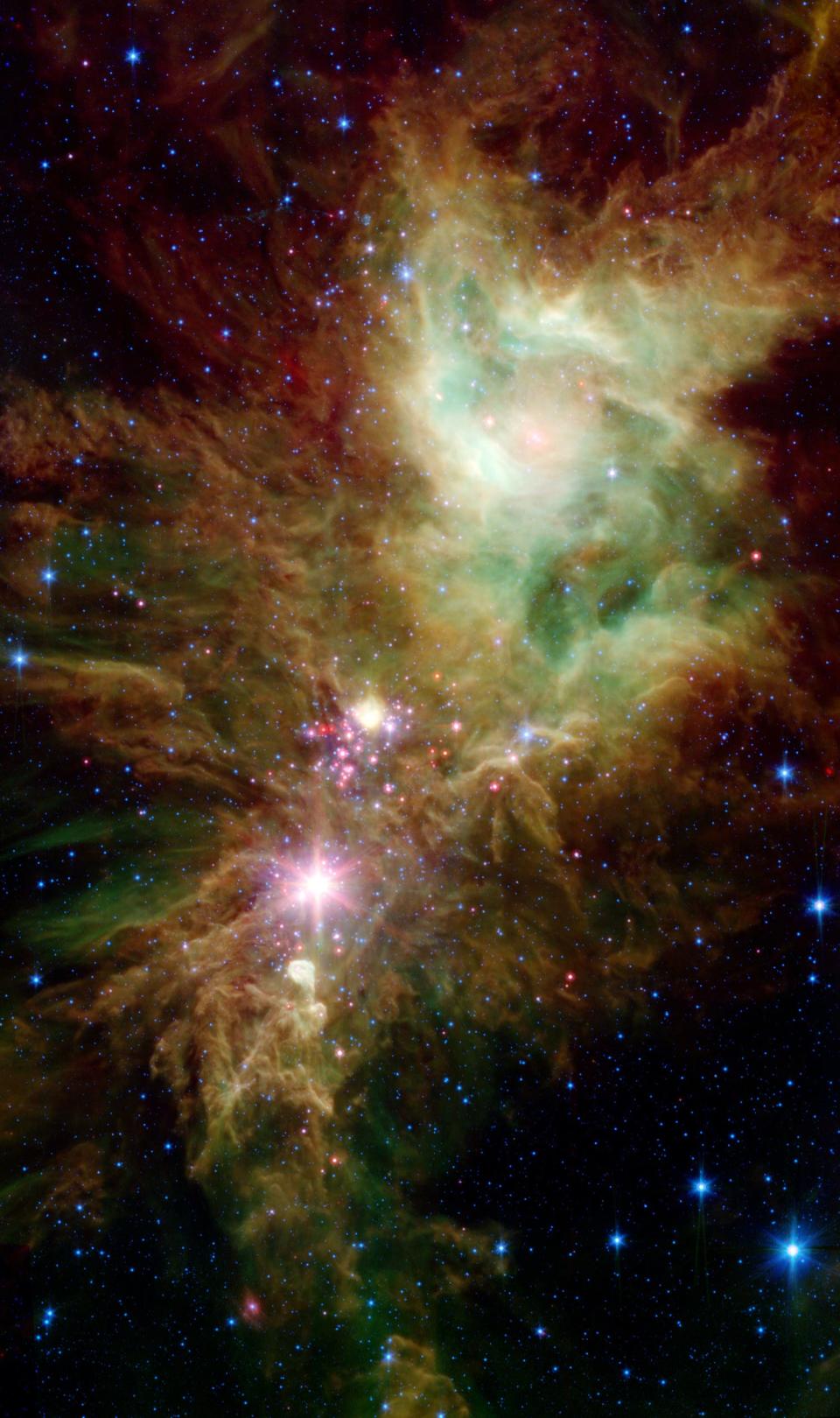 newborn stars christmas tree cluster