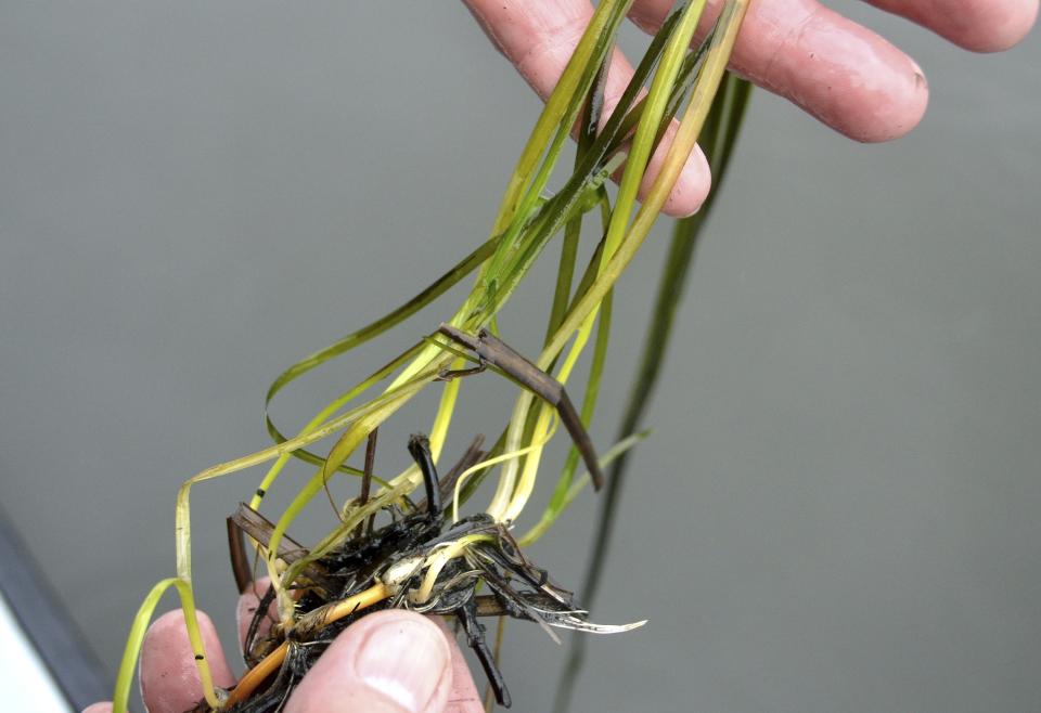 In this Oct. 29, 2019 photo, University of New Hampshire's Fred Short holds a strand of eel grass pulled from the Great Bay in Durham, N.H. After years of declines, Short and his colleagues have started to document a recovery of the underwater marine plant, which is critical for water quality in the bay and serves as food source and shelter for fish, crustaceans and other marine animals. (AP Photo/Michael Casey)