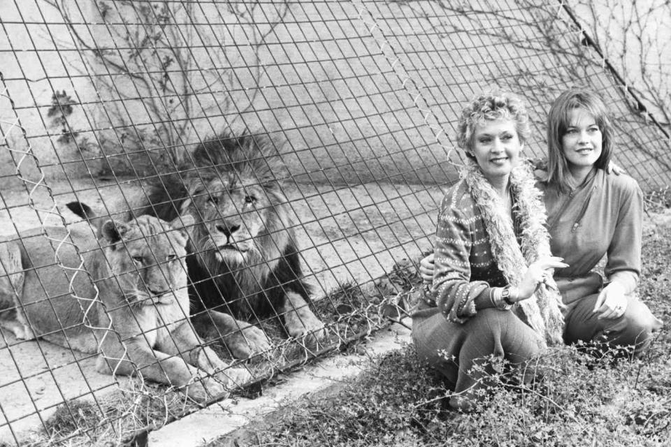 <p>Tippi's love affair with animals was first sparked in 1969, while working on the film <em>Satan's Harvest</em> in Africa. She and Marshall went on to found The Roar Foundation and the Shambala Preserve near Acton, California. The preserve initially served as the backdrop for their film, and now is a non-profit center for care and research on big cats, according to Shambala's <a href="https://www.shambala.org/about_tippihedren.htm" rel="nofollow noopener" target="_blank" data-ylk="slk:website;elm:context_link;itc:0;sec:content-canvas" class="link ">website</a>. Here, she poses with daughter Melanie on the preserve in 1982. </p>