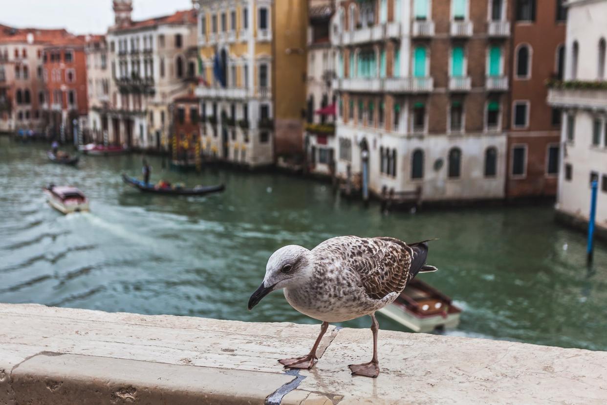 A seagull in Venice, Italy