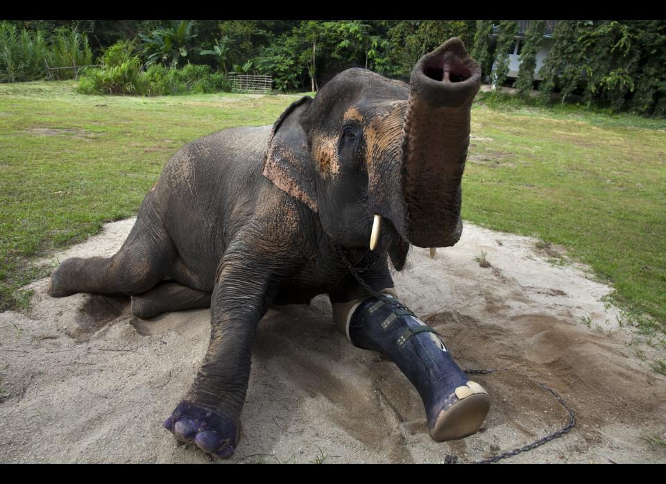 Motala, age 50, rests in the afternoon sun with the new prosthetic made for her at the Friends of the Asian Elephant (FAE) elephant hospital in the Mae Yao National Reserve August 29, 2011 Lampang,Thailand. Motala lost a foot many years back after stepping on a land mine and now is on her third prosthetic, as they need to be changed according to the weight of the elephant. The world's first elephant hospital assists in medical care and helps to promote a better understanding of the elephant's physiology, important in treating them for illness. For generations elephants have been a part of the Thai culture, although today the Thai elephant mostly is domesticated animal, since Thailand now has few working elephants. Many are used in the tourism sector at special elephant parks or zoos, where they perform in shows. In some cases Thailand is still deals with roaming elephants on the city streets, usually after the mahout, an elephant driver, becomes unemployed, which often causes the elephant serious stress.   