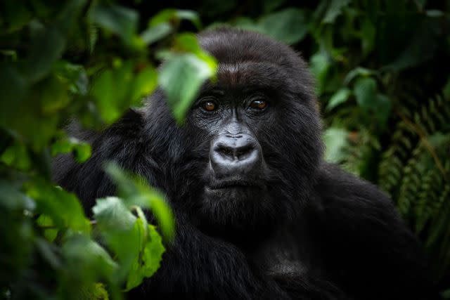 <p>Ross Couper/Courtesy of Singita</p> A gorilla in the Sabinyo family at Volcanoes National Park in Rwanda