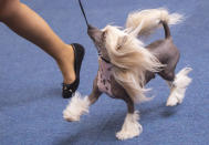<p>Chinese Crested dog runs in the ring during an international dog and cat exhibition in Erfurt, Germany, June 16, 2018. (Photo: Jens Meyer/AP) </p>
