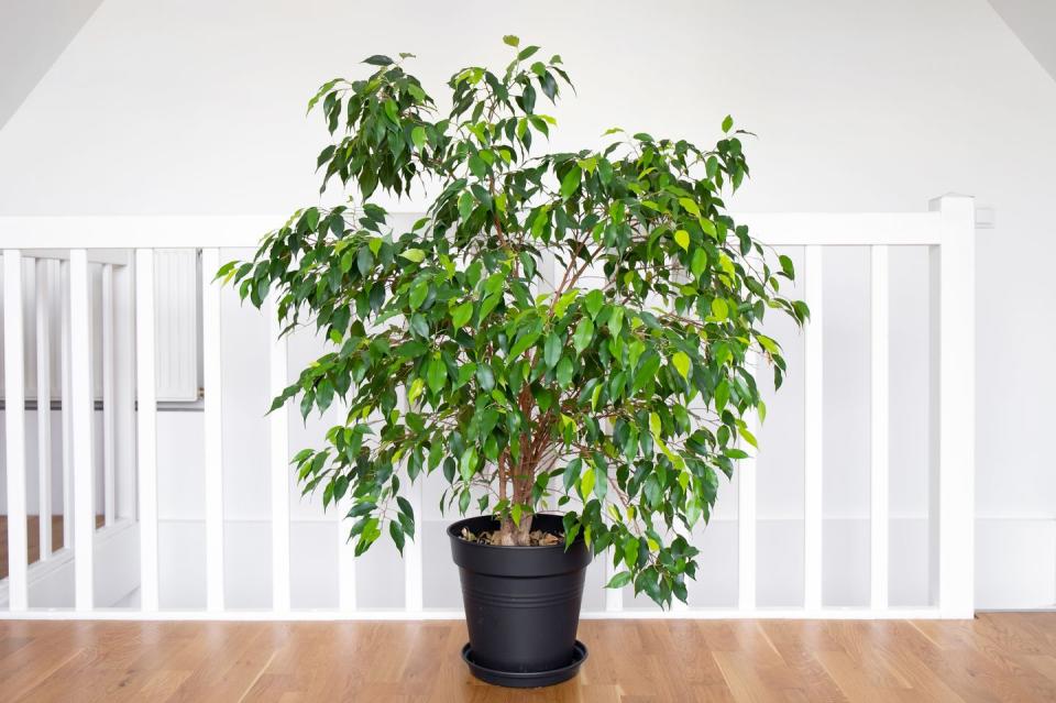 air purifying houseplants weeping fig tree