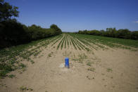 Rio Tinto company test drill hole is seen at field in the village of Gornje Nedeljice, in the fertile Jadar Valley in western Serbia, Tuesday, Aug. 6, 2024. (AP Photo/Darko Vojinovic)