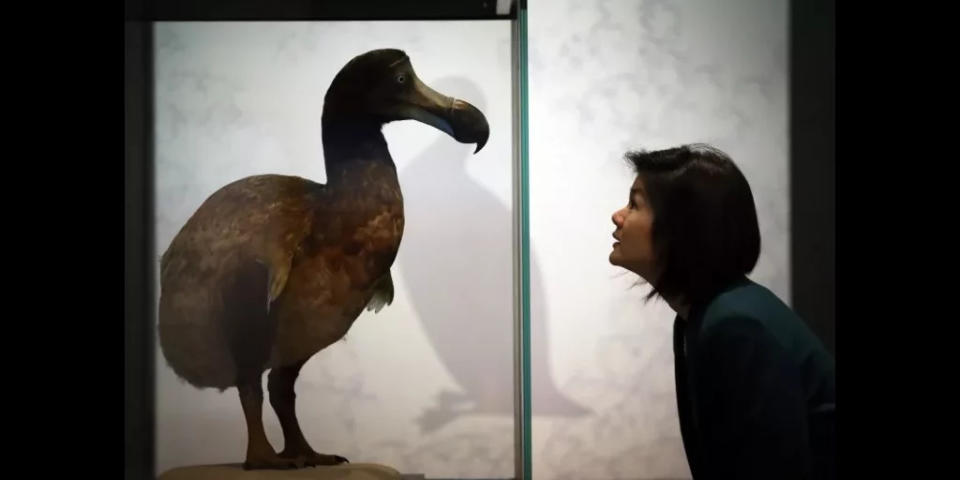 Una mujer observa un dodo exhibido en “Extinción: ¿no es el fin del mundo?”, exposición presentada en el Museo de Historia Natural de Londres, Inglaterra, el 5 de febrero de 2013. (Peter Macdiarmid / Getty Images)