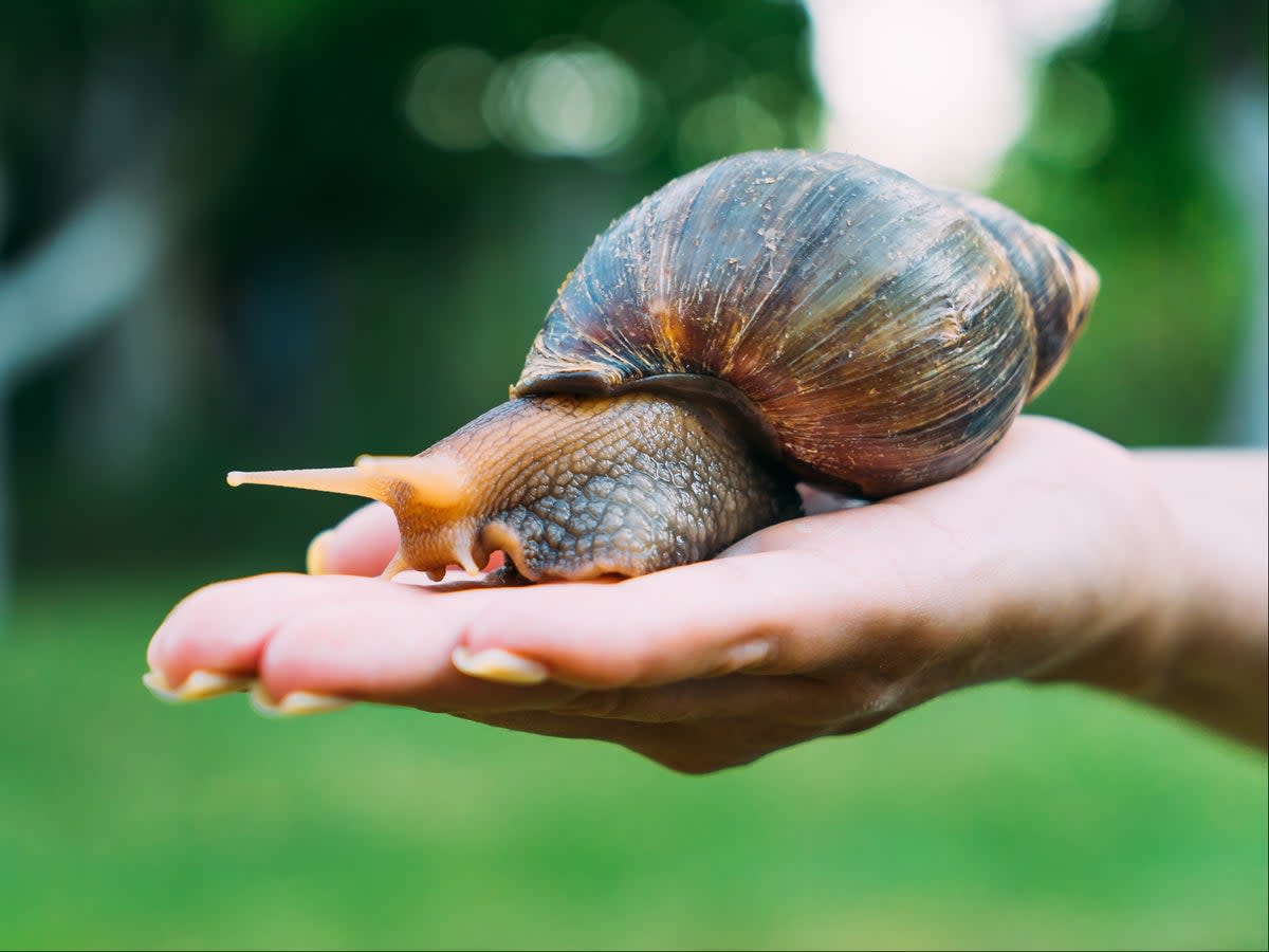 The giant African land snail can grow up to 8 inches long (Getty Images/iStockphoto)