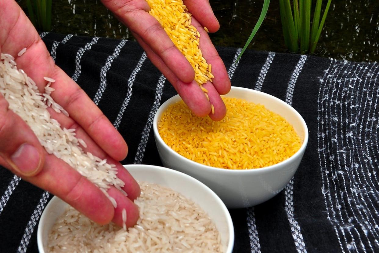 <span class="caption">Golden rice, right, compared to white rice, left.</span> <span class="attribution"><a class="link " href="https://en.wikipedia.org/wiki/Golden_rice#/media/File:Golden_Rice.jpg" rel="nofollow noopener" target="_blank" data-ylk="slk:IRRI/Wikimedia Commons;elm:context_link;itc:0;sec:content-canvas">IRRI/Wikimedia Commons</a>, <a class="link " href="http://creativecommons.org/licenses/by/4.0/" rel="nofollow noopener" target="_blank" data-ylk="slk:CC BY;elm:context_link;itc:0;sec:content-canvas">CC BY</a></span>