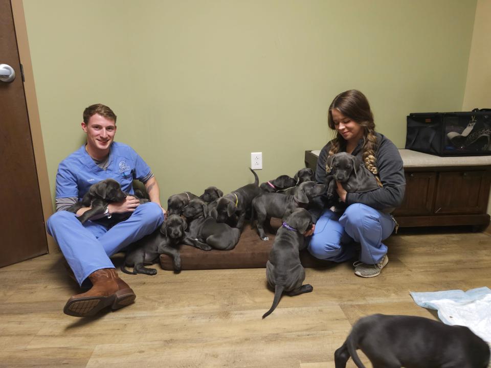 Some of the 15 puppies delivered in October by Meadow, a 2½-year-old Great Dane, which had been rescued by Perfectly Imperfect Pups, a foster-based rescue service in Raleigh, North Carolina, getting a checkup at Peak City Veterinary Hospital in Apex, N.C.