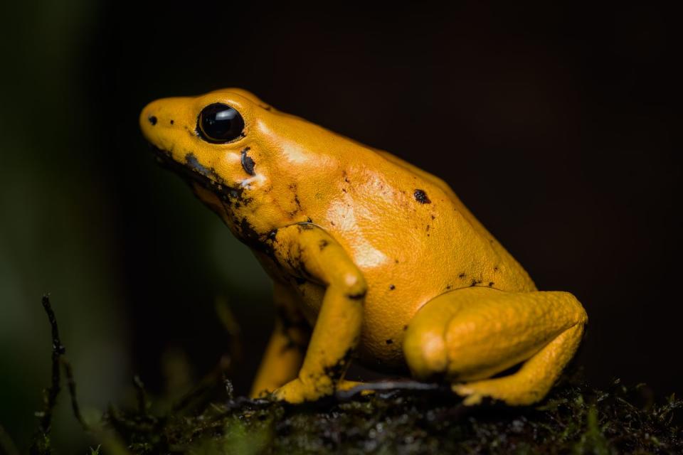 Schrecklicher Pfeilgiftfrosch