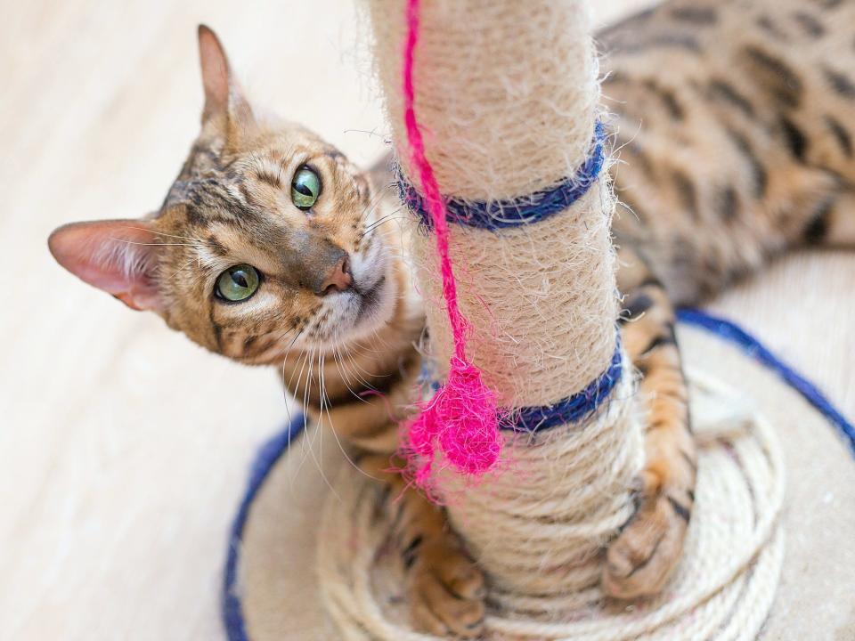 cat with toy string scratcher