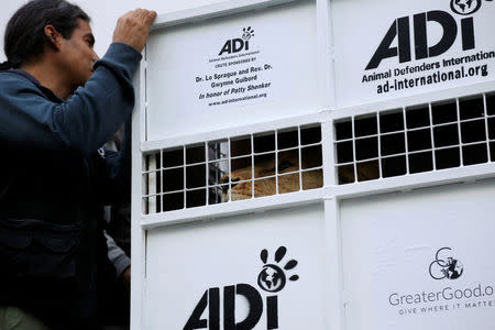 A former circus lion looks out from inside its cage in Callao, Peru, as it is prepared for transportation to a wildlife sanctuary in South Africa, April 29, 2016. REUTERS/Janine Costa