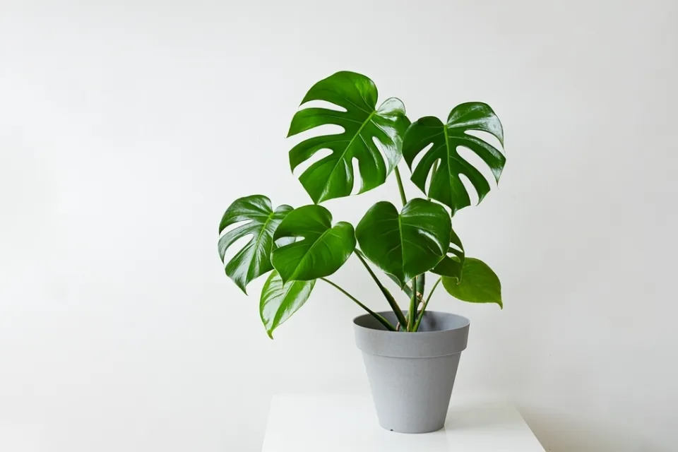 &#x00f907;&#x0080cc;&#x00828b;&#x00ff08;&#x005b78;&#x00540d;&#x00ff1a;Monstera deliciosa&#x00ff09;