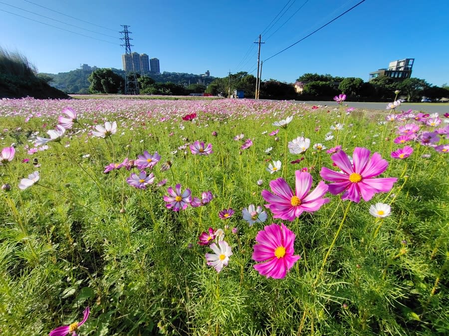 2022桃園花彩節