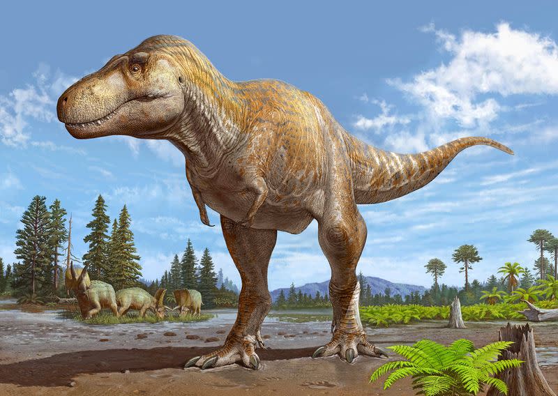 Reconstrucción artística de la nueva especie de dinosaurio Tyrannosaurus mcraeensis, basada en un cráneo parcial recogido en Nuevo México