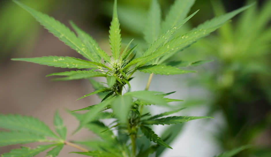 Kentucky medical marijuana legalization laws