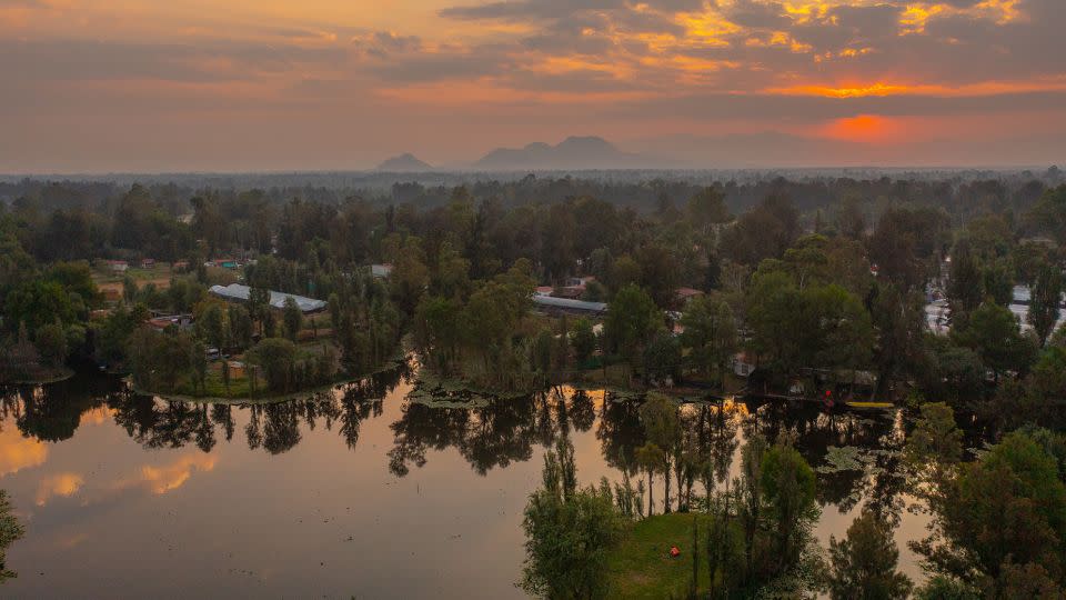 Mexico's Lake Xochimilco is the only spot where axolotls are found in the wild. An agricultural system of human-made floating islands called chinampas once provided a thriving habitat for the now-threatened amphibians. - Hector Vivas/Getty Images