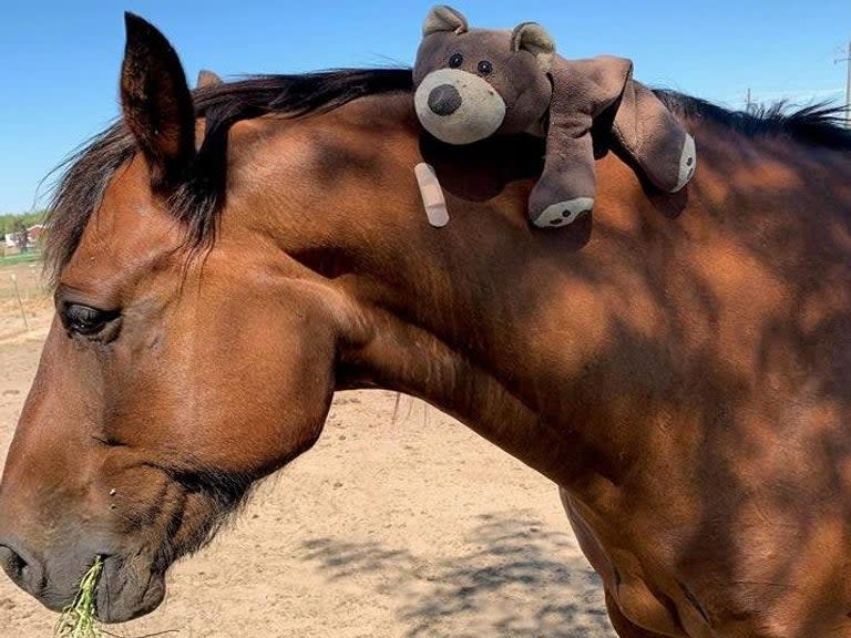 A police patrol horse was punched in the hindquarters after a massive fight broke out in the queue for beer at a county fair in rural California.Five men were arrested and four police officers wounded in the melee at the conclusion of the Stanislaus County Fair around 10pm on Sunday night, a police statement said.The violence began after a beer booth closed early – angering a group of 15 men wearing “gang attire” who had already bought drinks tickets.When deputies from Stanislaus County Sheriff’s Department asked the men to leave, one punched a deputy and kicked off a wider brawl, the Los Angeles Times reported. One of the men got knocked over by a police horse named Maximus in the ensuing ruckus, spilling his beer. The man got back on his feet and thumped the animal in its “rear end”.“This subject got back up and was upset his beer had spilled. He proceeded to punch Maximus, the horse, in the rear end. He was subsequently arrested,” a statement from the force said.Deputy Dalton Gonzalez received treatment for a dislocated shoulder, while the other officers suffered only minor injuries.Police said the patrol horse was fine and would make a “full recovery” after the punch. “Maximus is recovering today by running around his pasture and eating alfalfa,” said the police department. Maximus is still committed to serving justice and will not be dissuaded in his efforts.”The incident came only days after police arrested a man at the same county fair for trying to use counterfeit bills.