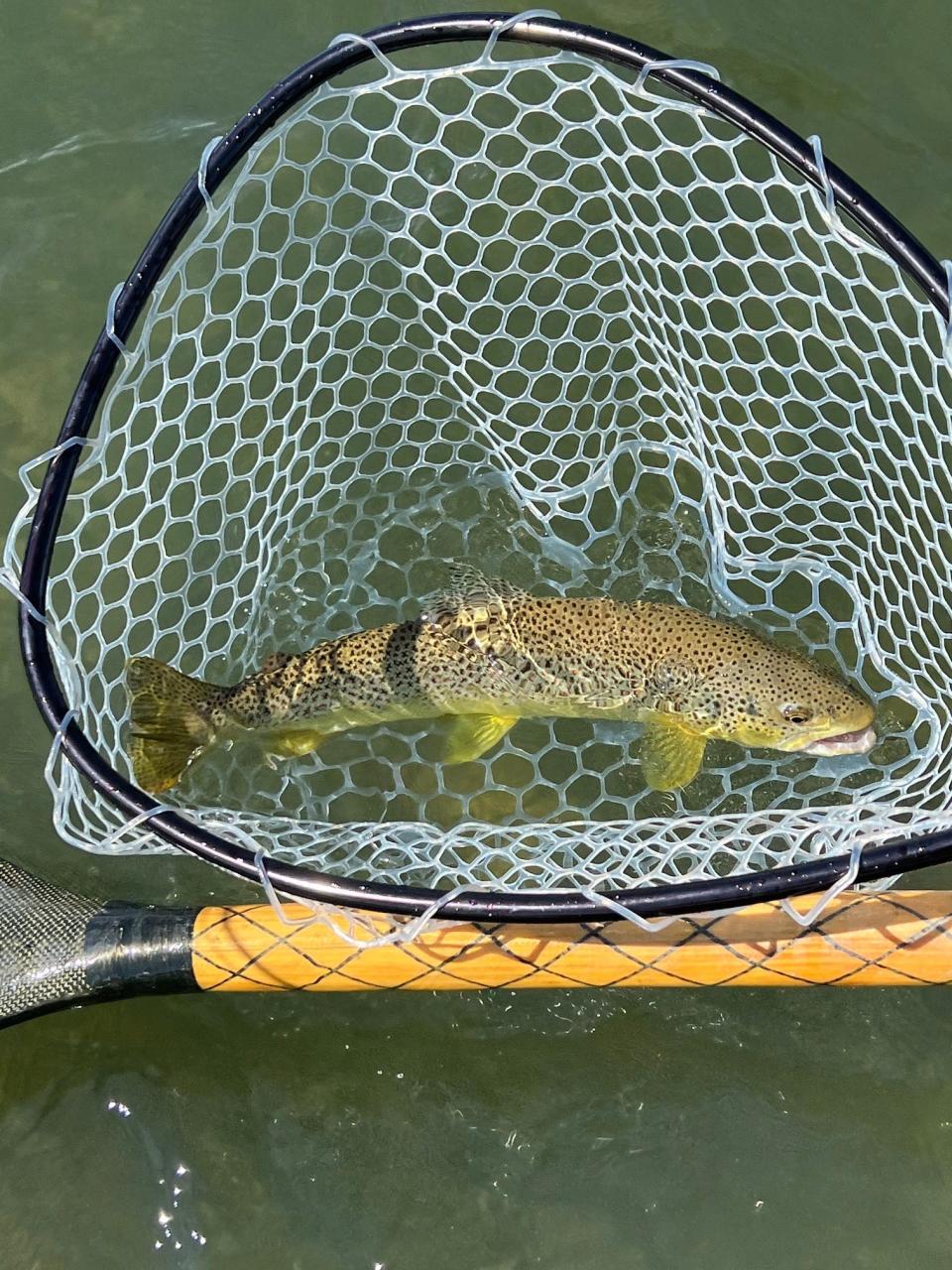 A brown trout caught on a guided float trip on the famed Yellowstone River.