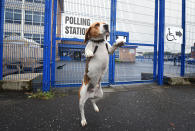 <p>Toby, a beagle cross waits for his master outside a polling station on the Glen road on June 8, 2017 in Belfast, Northern Ireland. (Photo: Charles McQuillan/Getty Images) </p>