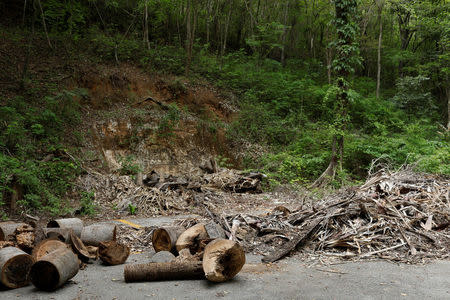 Dead palm trees are seen at the botanical garden in Caracas, Venezuela July 9, 2018. Picture taken July 9, 2018. REUTERS/Marco Bello