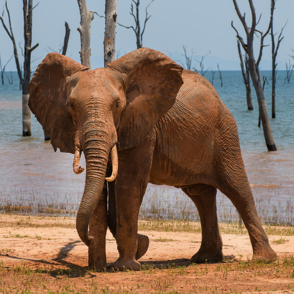 <p>"An elephant expresses his joy in taking a mud bath against the dead trees on the shores of Lake Kariba in Zimbabwe on a hot afternoon," the photographer writes. </p>