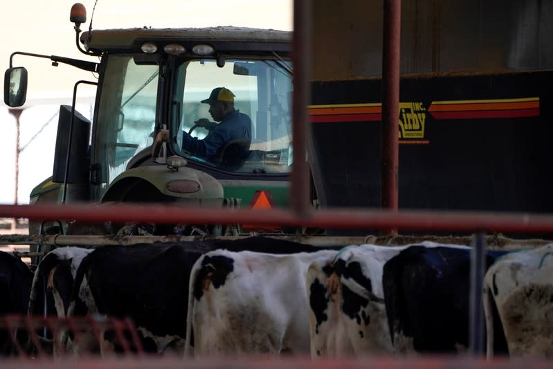 A worker drives past dairy cows at the Airoso Circle A Dairy in Pixley, California