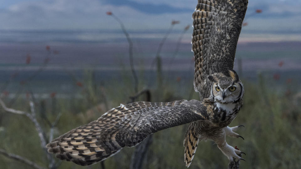 Great horned owl