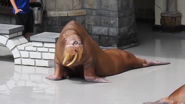 [This screenshot is from a video posted by a former Marineland trainer of Zeus, a resident walrus, looking thin. (Yahoo News)]