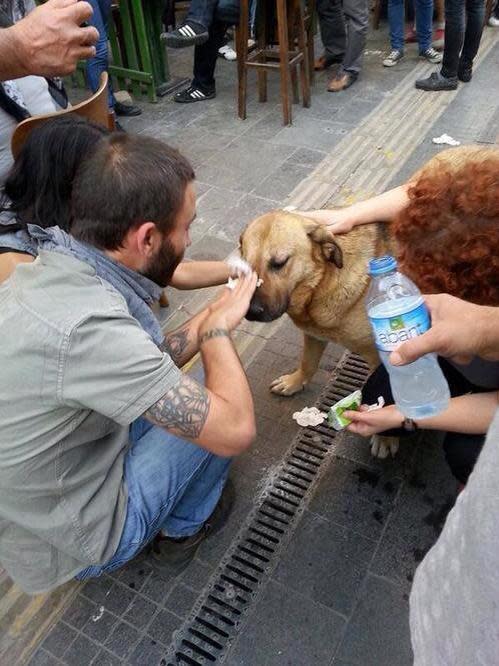 Protesters in Turkey helping a dog affected by tear gas. <a href="http://pic.twitter.com/HgIIrTYRDa" rel="nofollow noopener" target="_blank" data-ylk="slk:pic.twitter.com/HgIIrTYRDa;elm:context_link;itc:0;sec:content-canvas" class="link ">pic.twitter.com/HgIIrTYRDa</a>