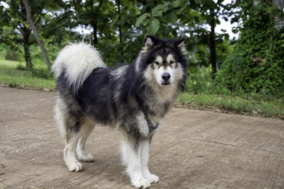 dog walking on sidewalk