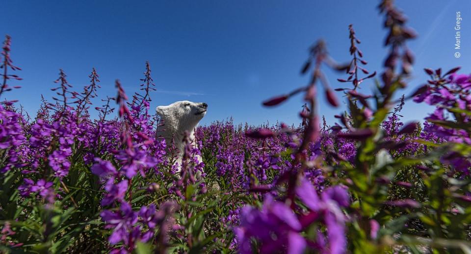 Martin Gregus/Wildlife Photographer of the Year