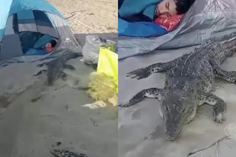 ¡Susto de vacaciones! Acampan en la playa y despiertan con un cocodrilo dormido a su lado