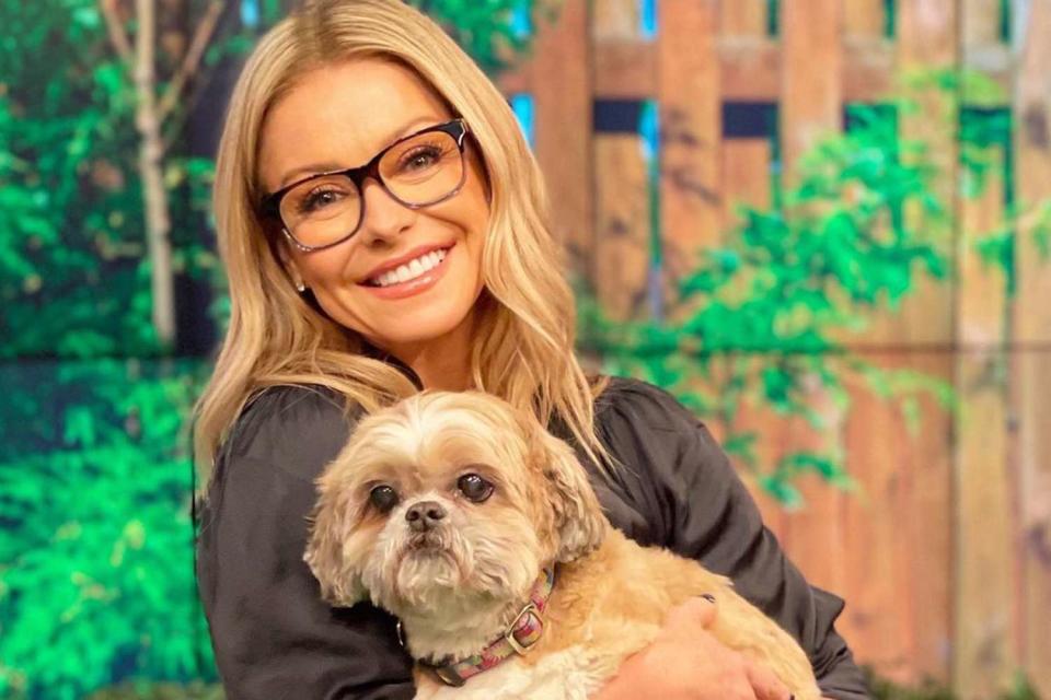 <p>LIVE with Kelly and Mark/Instagram</p> Kelly Ripa with her senior dog, Chewie 