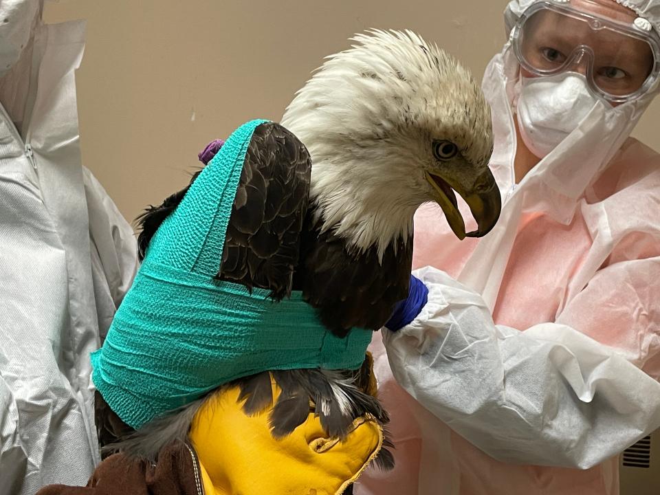 This adult bald eagle, shown begin treated for a gunshot wound at the Wisconsin Humane Society Wildlife Rehabilitation Center in Milwaukee, died Dec. 12 while undergoing surgery. The bird was found unable to fly Dec. 7 in Franklin. The DNR is looking for tips to help solve the shooting.