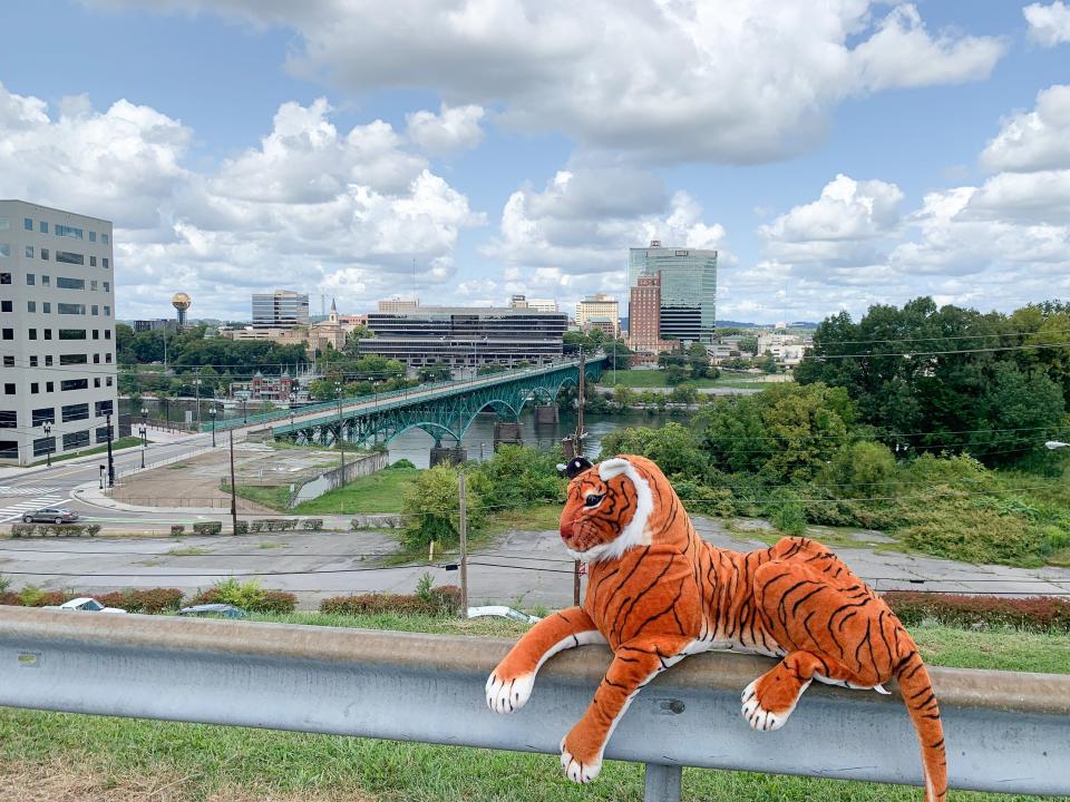 Elizabeth Willien of the @scruffyknox page on Instagram posed a stuffed tiger in front of the Knoxville skyline Sept. 10, 2020. The photo shoot followed reports of an actual tiger roaming Knoxville.