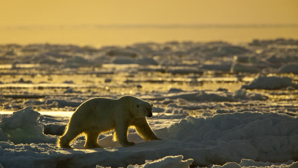 Eisbaer,  Thalarctos maritimus,  polar bear, in backlight