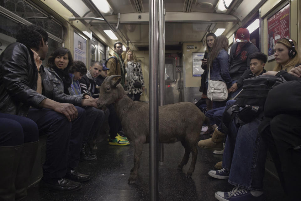 Cyrus Fakroddin (à gauche) et son bouc Cocoa dans le métro de New York le 7 avril 2012. Cocoa est un bouc alpin de 3 ans qui appartient à Cyrus, qui vit dans le New Jersey. Ils font souvent le trajet jusqu’à Manhattan pour profiter de la ville. Reuters