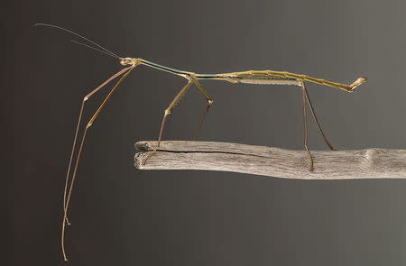 A Phryganistria tamdaoensis male stick insect is seen in an undated handout picture courtesy of Dr. Bruno Kneubuehler. While this new stick insect is not the world's longest, at nine inches, it belongs to a family known as giant sticks. REUTERS/Jonathan Brecko/Handout via Reuters