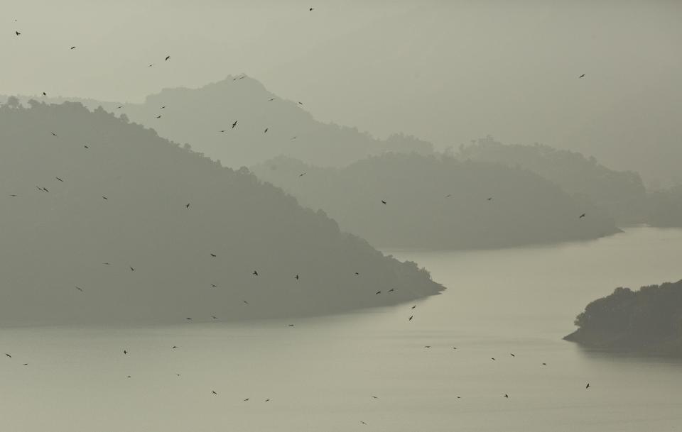 In this Saturday, Nov. 10, 2018 photo, Amur Falcons (Falco amurensis) fly over the Doyang reservoir at Pangti village in Wokha district, in the northeastern Indian state of Nagaland. The 8,000 residents of a remote tribal area in northeastern India are passing through extremely hectic days, playing hosts to millions of the migratory Amur Falcons from Siberia who roost by a massive reservoir before they take off to their final destination—Somalia, Kenya, and South Africa, traversing 22,000 kilometers. (AP Photo/Anupam Nath)