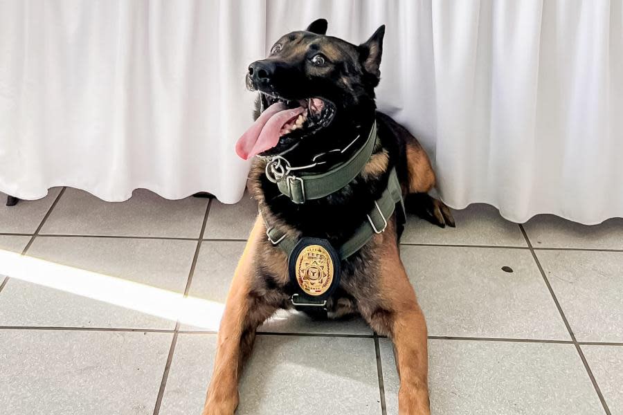 Reconocen heroísmo de ‘Boris’, agente canino herido en el cumplimiento de su deber