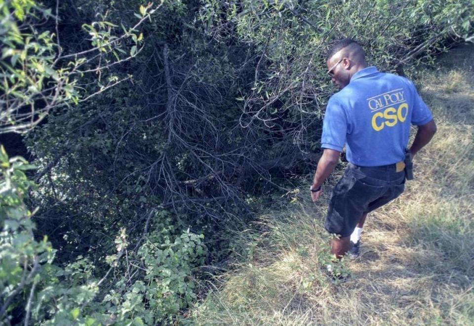 Cal Poly student Gerald Stokes combs Poly Canyon in search of Kristin Smart. Volunteers spent many weekends searching the county for the missing student on May 30, 1996